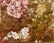 Symbiotica: Cosmic Garden Lichen