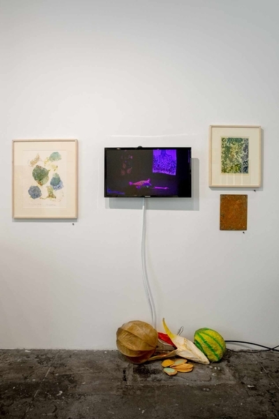 Symbiotica Core Gallery installation