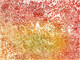 Symbiotica: Lichen Sun